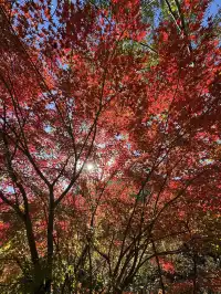 2025.11.29 實況| 莫干山賞楓一日遊攻略