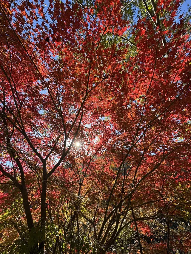 2025.11.29 實況| 莫干山賞楓一日遊攻略