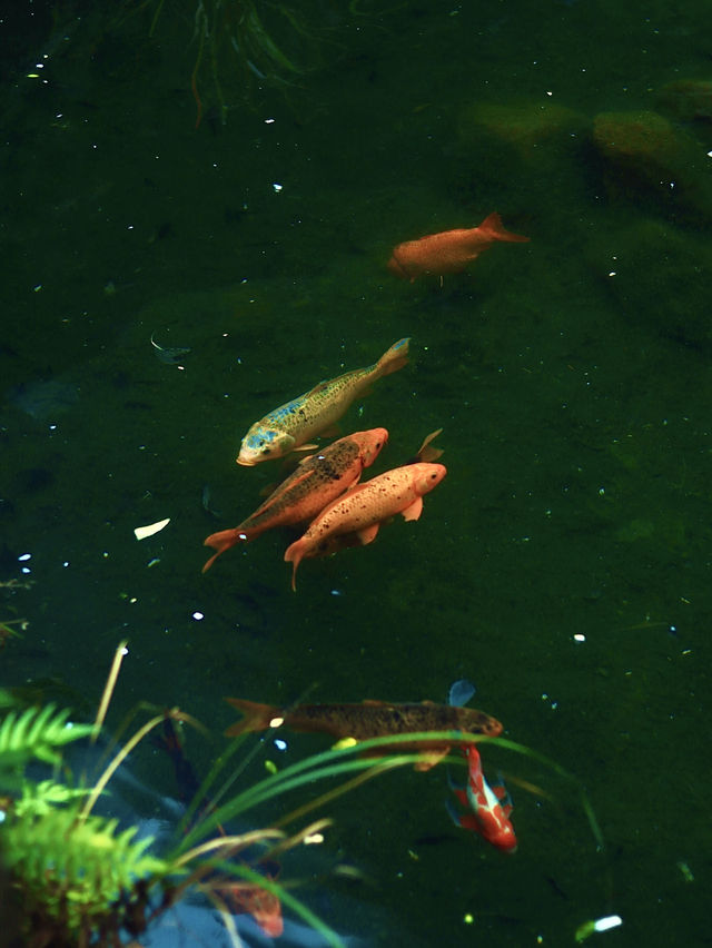 太震撼了!果真是低調的隱世仙山 太震撼了!果真是低調的隱世仙山