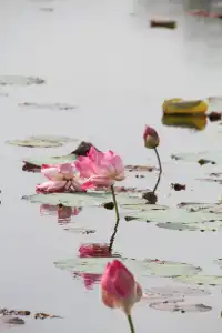 慢行吳哥 深入柬埔寨