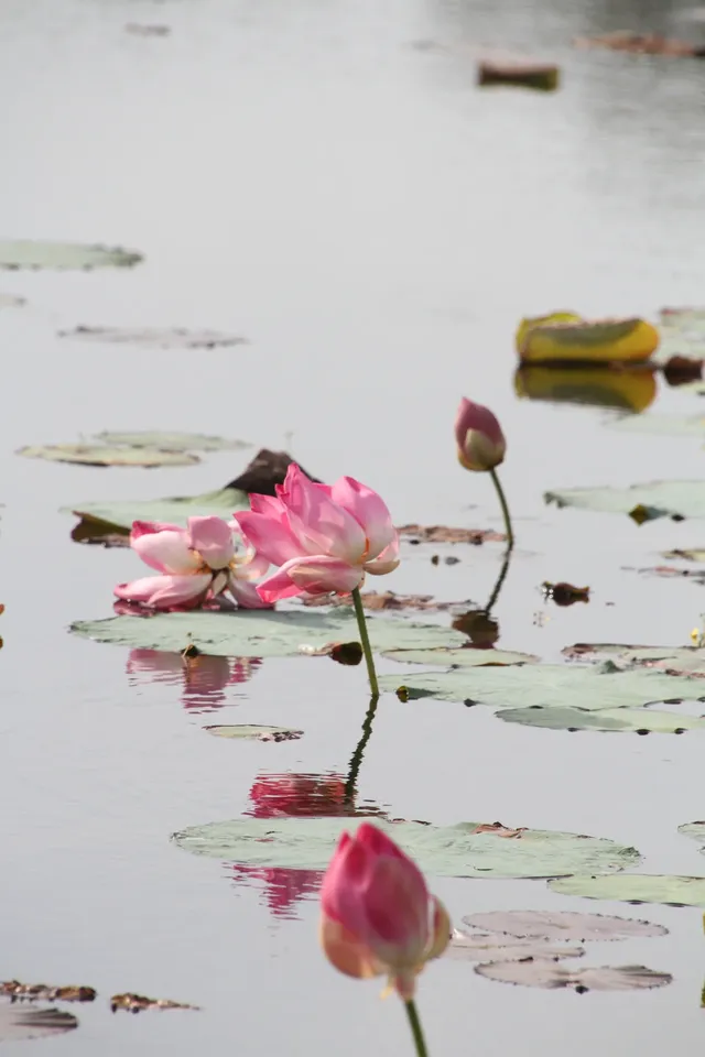 慢行吳哥 深入柬埔寨 慢行吳哥 深入柬埔寨