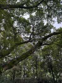 重慶散步|十一月依舊翠綠的鵝嶺公園