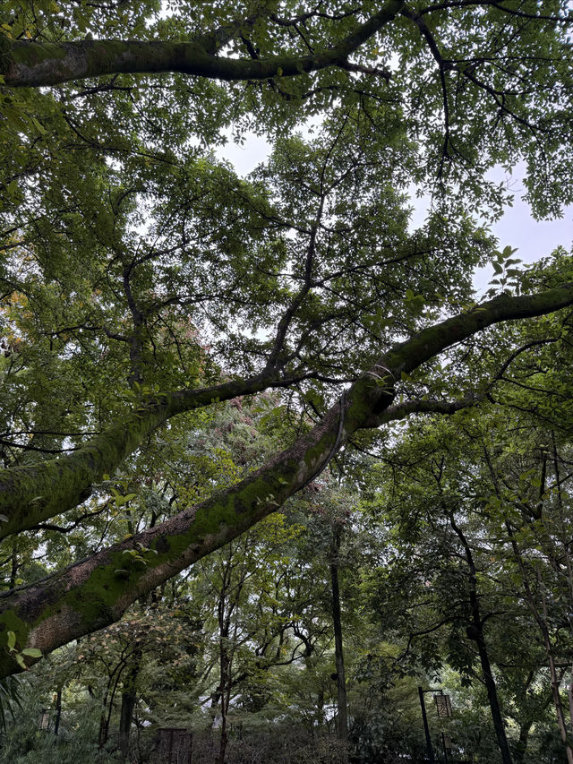 重慶散步|十一月依舊翠綠的鵝嶺公園 重慶散步|十一月依舊翠綠的鵝嶺公園