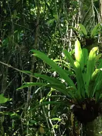 普吉島超小眾雨林划船+徒步半日遊攻略