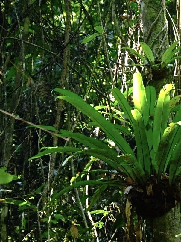 普吉島超小眾雨林划船+徒步半日遊攻略