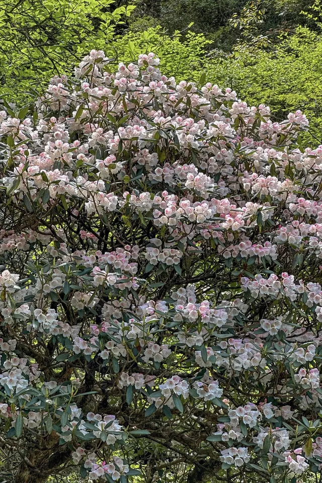 江西三日，三清山美到失語