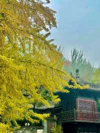 陝西！西安千年古寺銀杏絕美