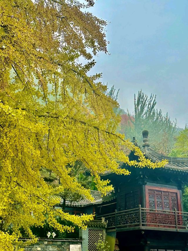 陝西！西安千年古寺銀杏絕美