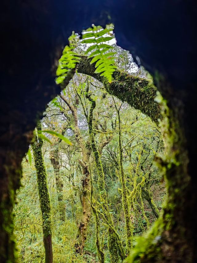 徒步在真正的天然氧吧之中~ 徒步在真正的天然氧吧之中~
