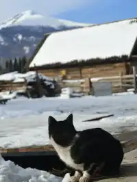 12月喀納斯河！闖入現實版冰雪童話世界