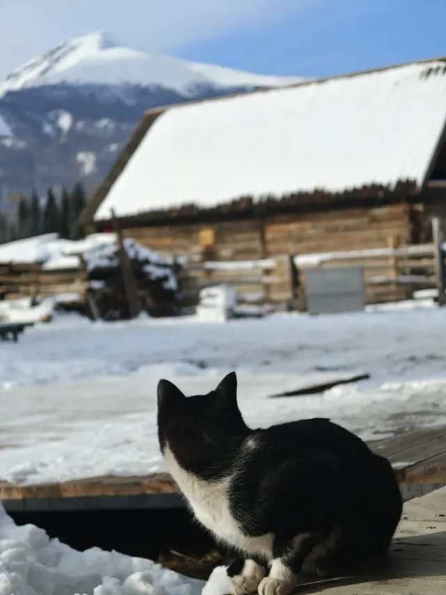 12月喀納斯河！闖入現實版冰雪童話世界