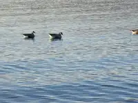 黑馬河日出 早起的人贏麻了!