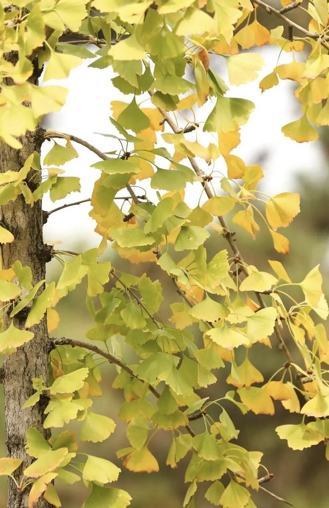 園博秋韻染芳華:欒紅杏黃藏雅趣,暖居伴景度清歡 園博秋韻染芳華:欒紅杏黃藏雅趣,暖居伴景度清歡