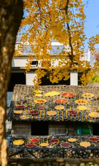 12.4實拍溫州銀杏王黃透了曬秋同框拍照