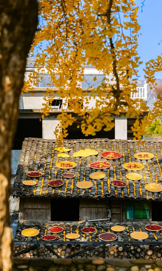 12.4實拍溫州銀杏王黃透了曬秋同框拍照 12.4實拍溫州銀杏王黃透了曬秋同框拍照