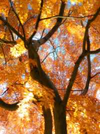 帶上這個以防萬一｜秋天的星星調色教程