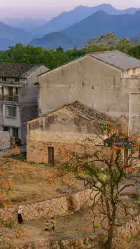 溫州市區1h達這個免費古村,柿子正紅透