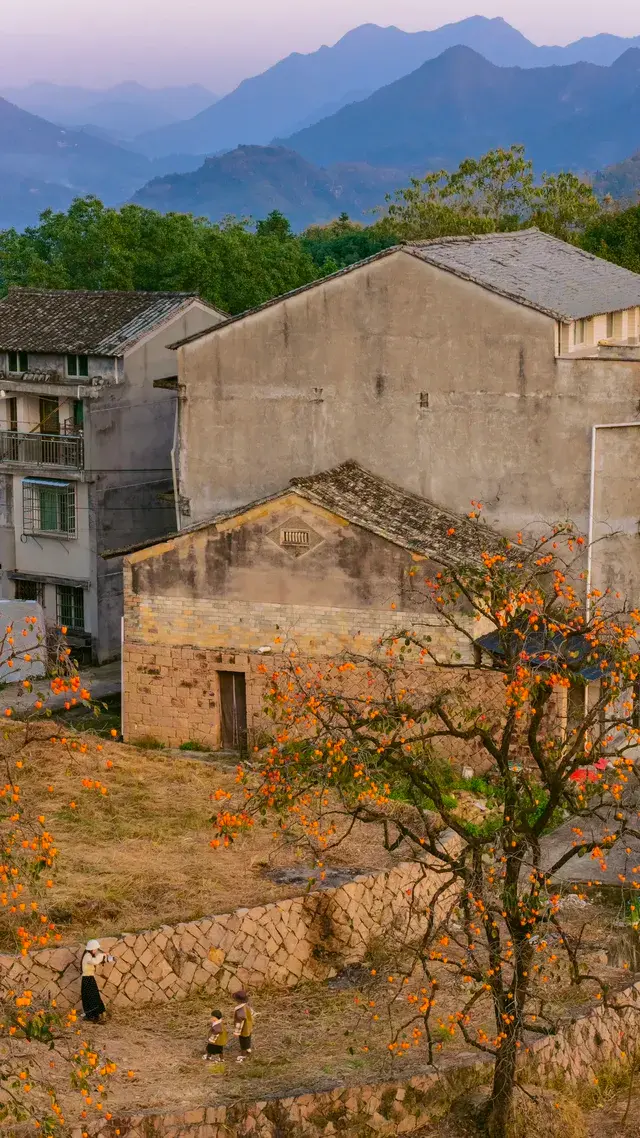 溫州市區1h達這個免費古村,柿子正紅透 溫州市區1h達這個免費古村,柿子正紅透