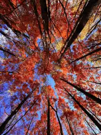 12月洱海!闖入現實版《小森林》紅杉秘境!