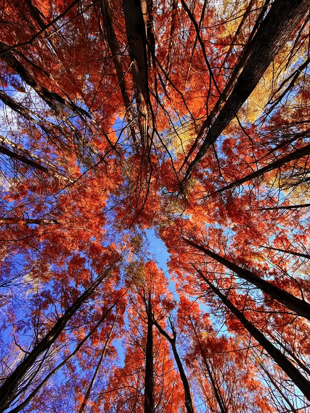 12月洱海!闖入現實版《小森林》紅杉秘境! 12月洱海!闖入現實版《小森林》紅杉秘境!