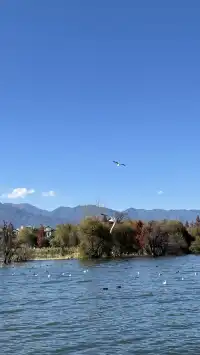 12月的洱海邊,彩林和海鷗也太配了吧