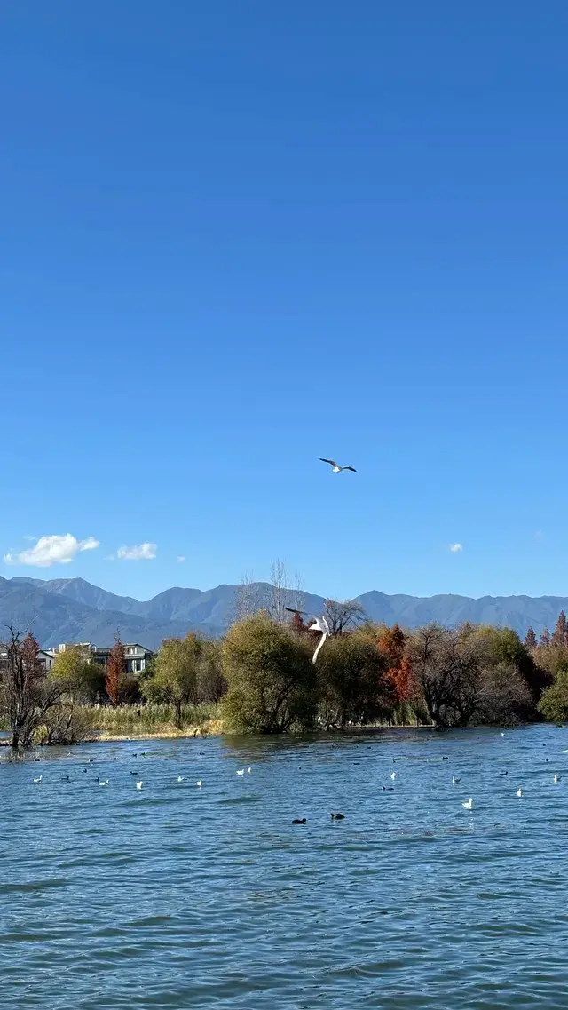 12月的洱海邊,彩林和海鷗也太配了吧 12月的洱海邊,彩林和海鷗也太配了吧