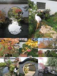 12.08醉白池限定楓葉盛景！12元拍爆江南秋韻