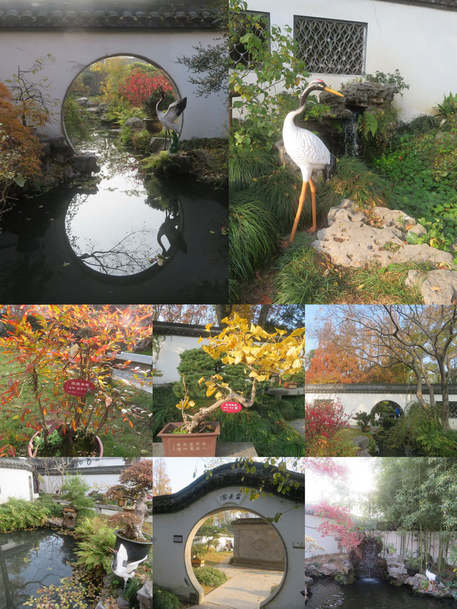 12.08醉白池限定楓葉盛景！12元拍爆江南秋韻