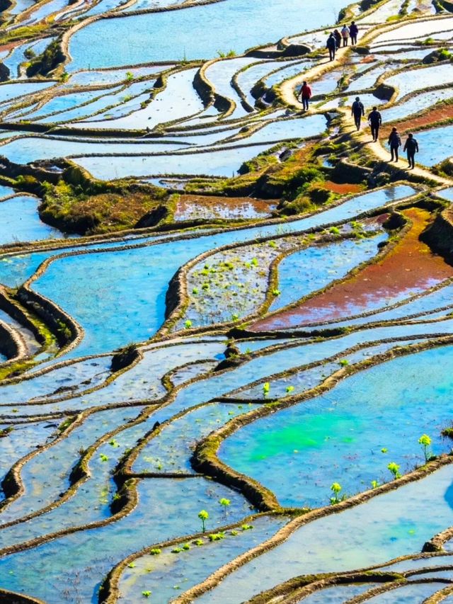 哀牢山元陽梯田徒步指南 哀牢山元陽梯田徒步指南