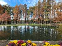 秋天的共青森林公園彷彿是一幅油畫