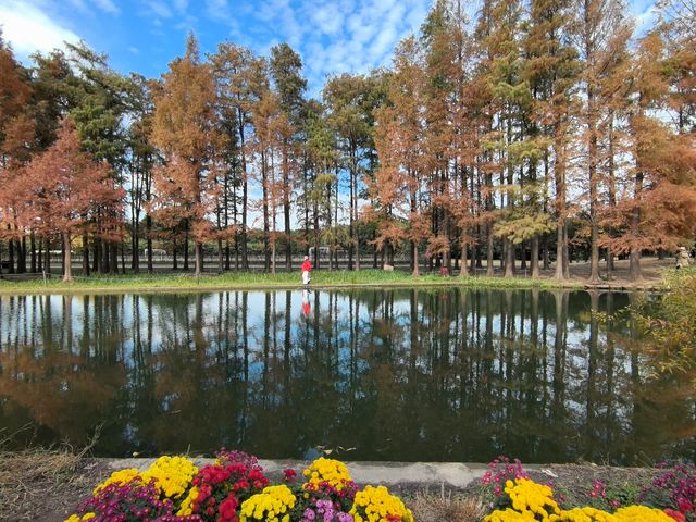 秋天的共青森林公園彷彿是一幅油畫 秋天的共青森林公園彷彿是一幅油畫