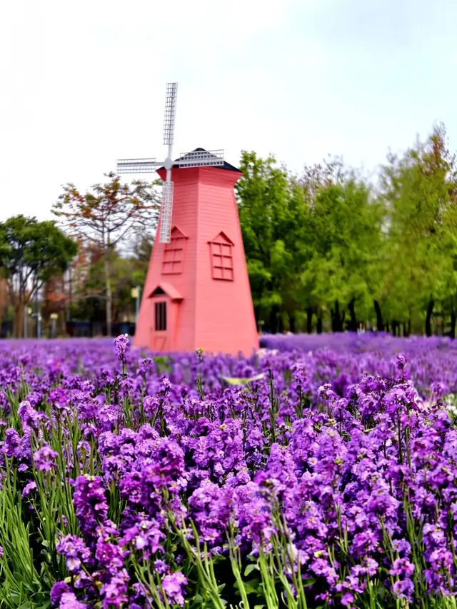 3月順峰山迎來春日頂流，錯過等一年，免費！免費！免費！