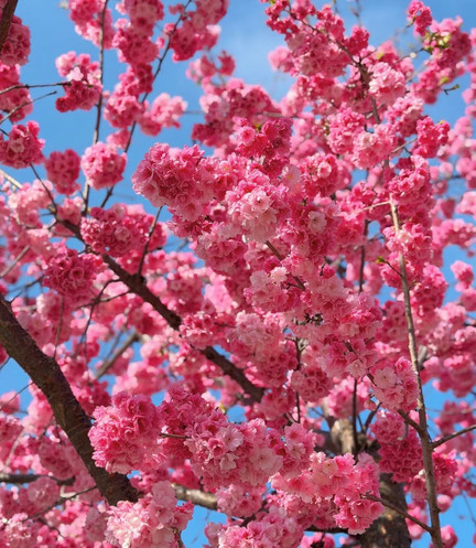 春城の風🫧が桜をピンクの海に吹き上げる | Trip.com 昆明