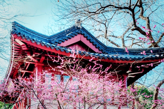 上海の赤い壁と梅の花の古風な写真が撮れる！魯迅公園の梅園は無料で