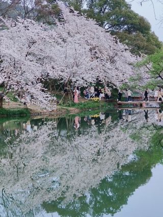 The best spot at Taihu Lake: Yuantouzhu cherry blossom rain｜A must-visit in Jiangsu, Zhejiang, and Shanghai that’s absolutely stunning!