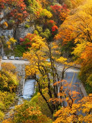 Guangdong residents: How to get the best value for a Shennongjia autumn trip in October