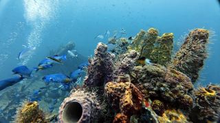 Незабываемый дайвинг с Dominican Divers