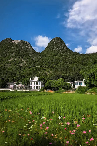 興義萬峰林|貴州黔西南興義市9月金色稻田實測避坑全攻略
