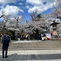 【静岡】三島桜が満開で美しい境内