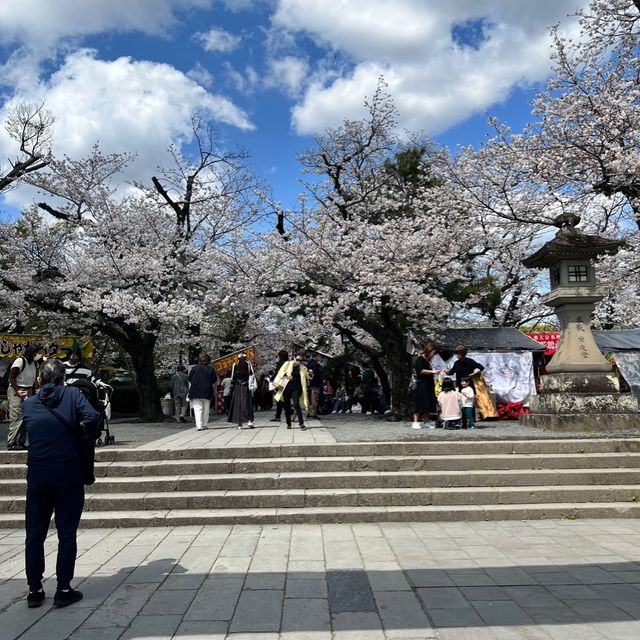 【静岡】三島桜が満開で美しい境内