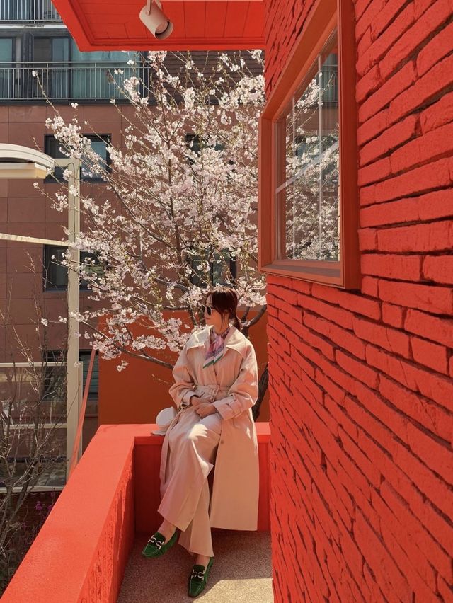 🌸벚꽃 액자뷰 사진을 찍을 수 있는  도산공원 카페 “바이칼리아”  