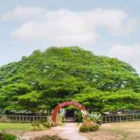ต้นจามจุรียักษ์ กาญจนบุรี ร่มรื่นยิ่งใหญ่มาก