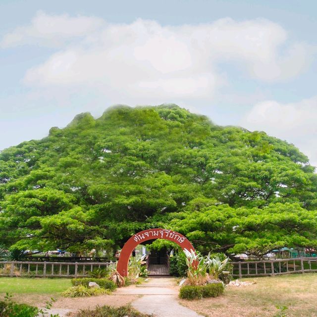 ต้นจามจุรียักษ์ กาญจนบุรี ร่มรื่นยิ่งใหญ่มาก