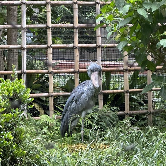 動物 全部都係動物嘅上野動物園😂