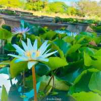 @อุทยานบัวเฉลิมพระเกียรติ สวนสาธารณะสกลนคร