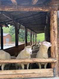 강릉에서 30분이면 갈 수 있는 대관령양떼목장🐑