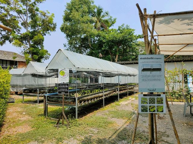 คาเฟ่ริมน้ำ+การเรียนรู้เชิงวนเกษตร อัมพวา