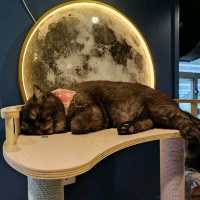 貓奴必去cafe