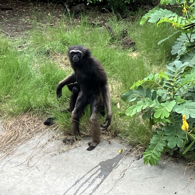 頑皮世界野生動物園