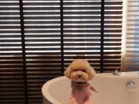 W Bangkok มนุษย์พักได้…มะหมาพักด้วยยย 🐶